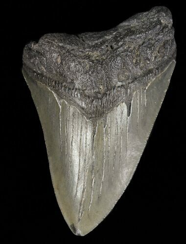 Partial, Megalodon Tooth - Georgia #61658